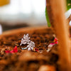 White Crystal Olive leaf Rings